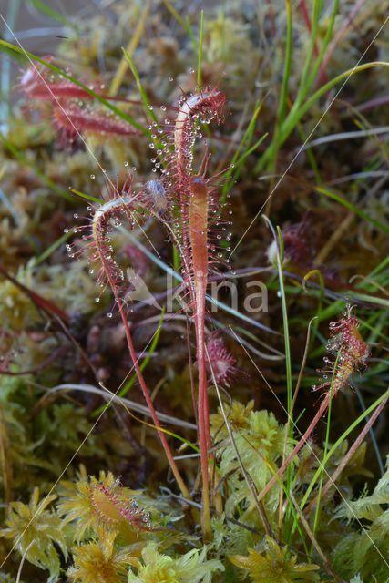 Lange zonnedauw (Drosera longifolia)