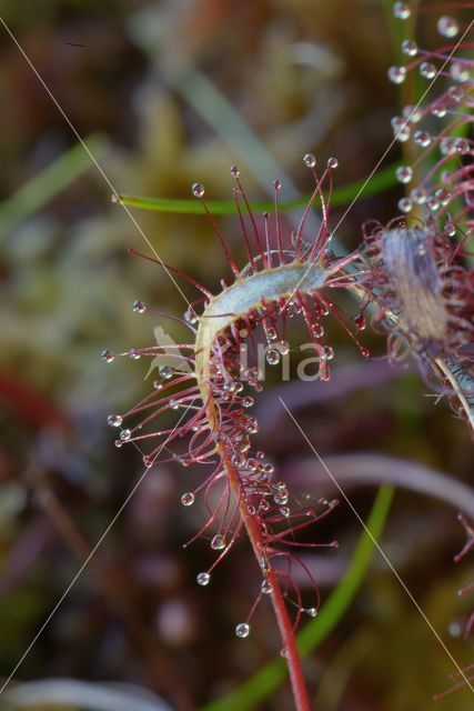 Lange zonnedauw (Drosera longifolia)