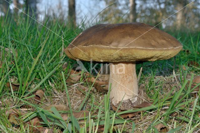 King Bolete (Boletus edulis)