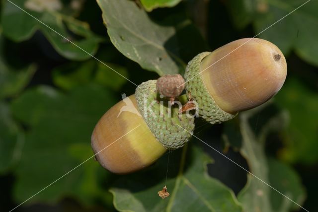 Zomereik (Quercus robur)