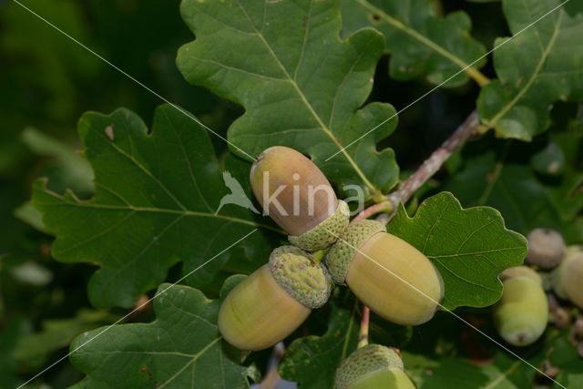 Common Oak