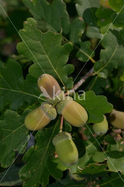 Zomereik (Quercus robur)