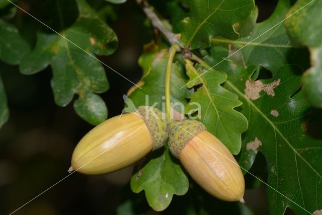 Zomereik (Quercus robur)