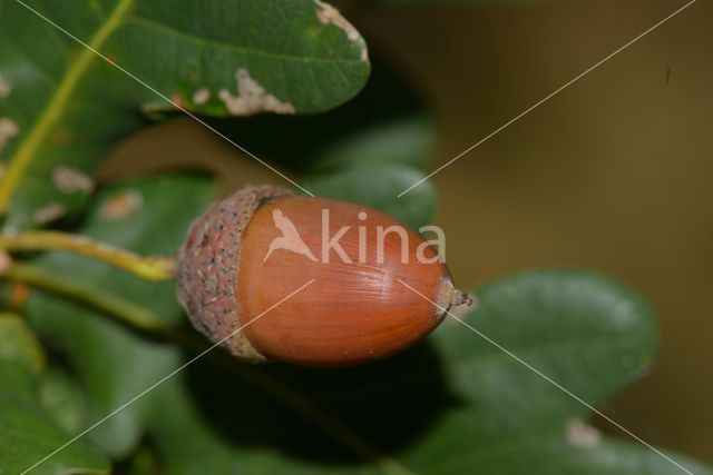 Zomereik (Quercus robur)