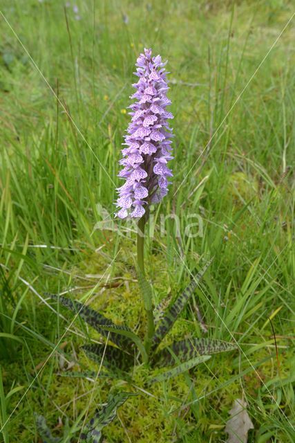 Gevlekte orchis (Dactylorhiza maculata)