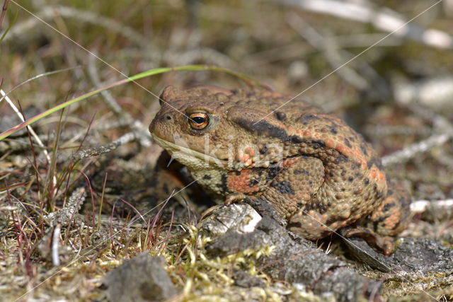 Gewone pad (Bufo bufo)