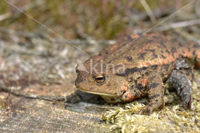 Gewone pad (Bufo bufo)