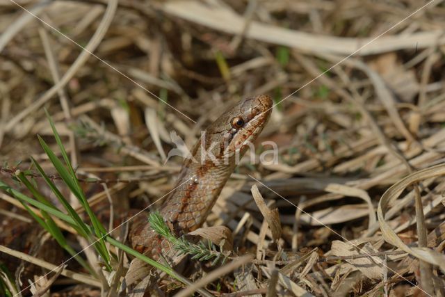 Gladde slang (Coronella austriaca)