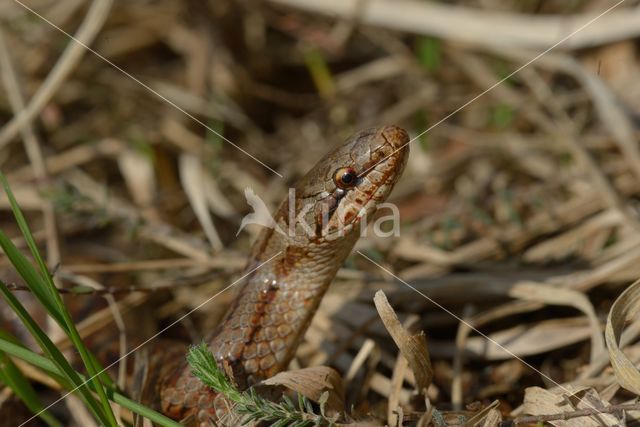 Gladde slang (Coronella austriaca)