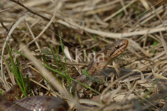 Gladde slang (Coronella austriaca)