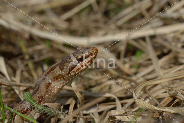 Gladde slang (Coronella austriaca)