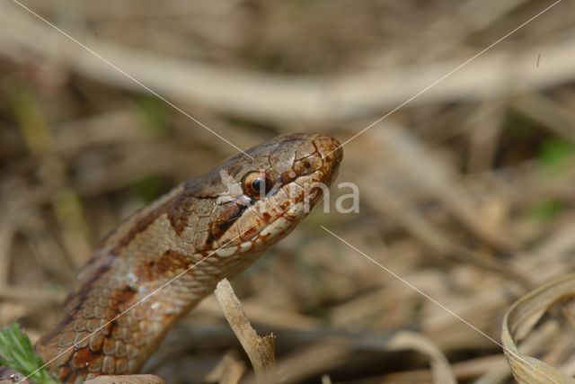 Smooth Snake (Coronella austriaca)