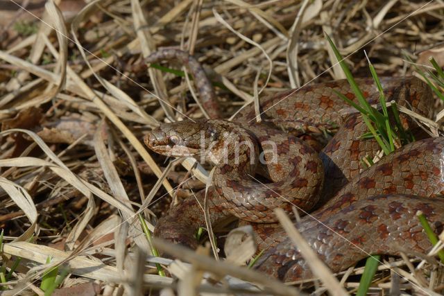 Smooth Snake (Coronella austriaca)