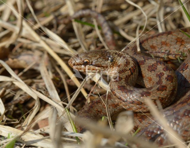 Gladde slang (Coronella austriaca)