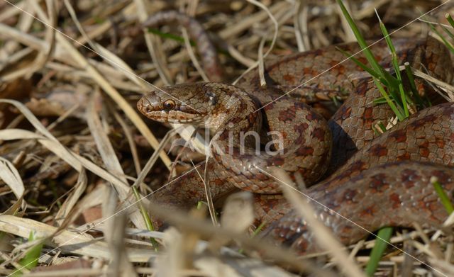 Gladde slang (Coronella austriaca)