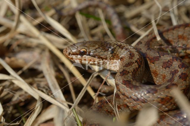 Gladde slang (Coronella austriaca)