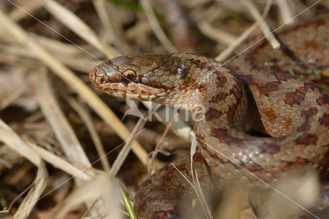 Smooth Snake (Coronella austriaca)