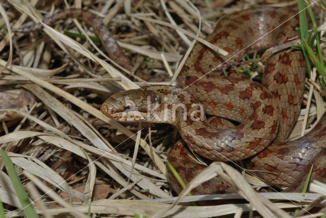 Gladde slang (Coronella austriaca)