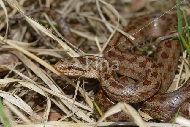 Smooth Snake (Coronella austriaca)