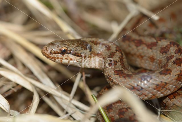 Smooth Snake (Coronella austriaca)