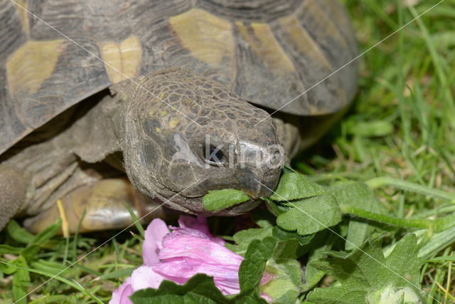 Hermann's tortoise (Testudo hermanni)