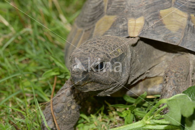 Griekse landschildpad (Testudo hermanni)