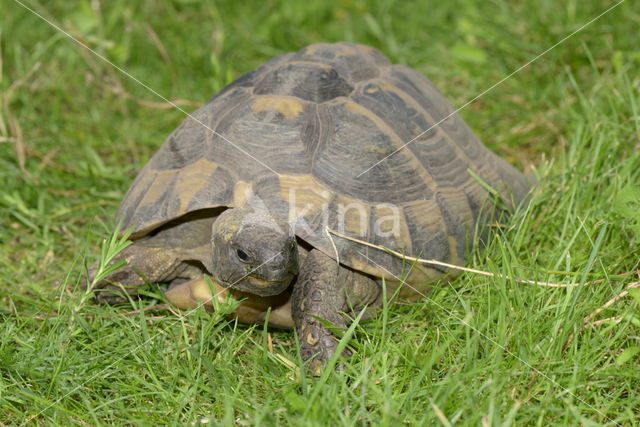 Hermann's tortoise (Testudo hermanni)