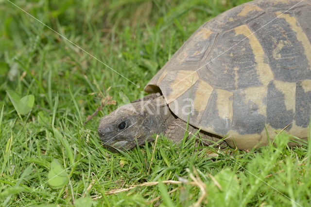 Hermann's tortoise (Testudo hermanni)