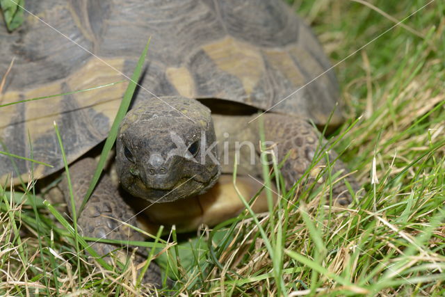 Griekse landschildpad (Testudo hermanni)