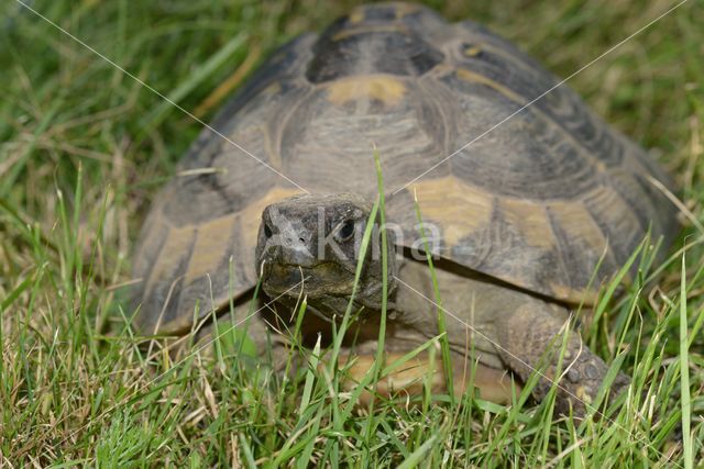 Griekse landschildpad (Testudo hermanni)