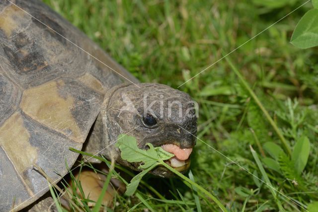 Hermann's tortoise (Testudo hermanni)