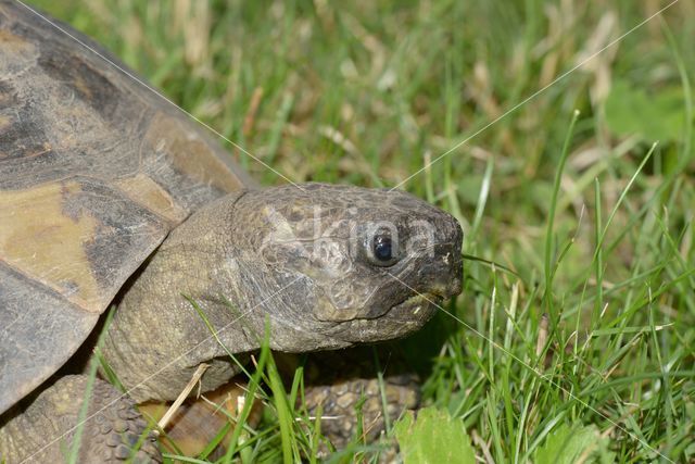 Hermann's tortoise (Testudo hermanni)