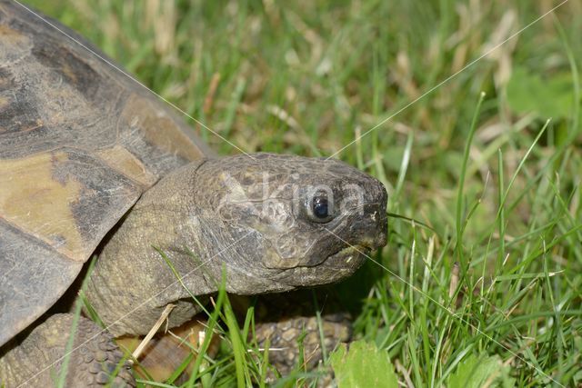 Griekse landschildpad (Testudo hermanni)