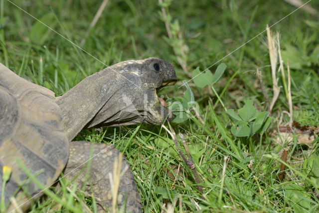 Griekse landschildpad (Testudo hermanni)