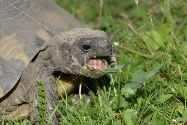 Griekse landschildpad (Testudo hermanni)