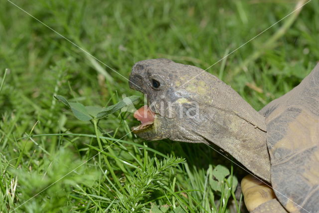 Griekse landschildpad (Testudo hermanni)