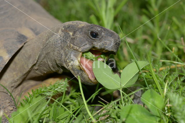 Hermann's tortoise (Testudo hermanni)