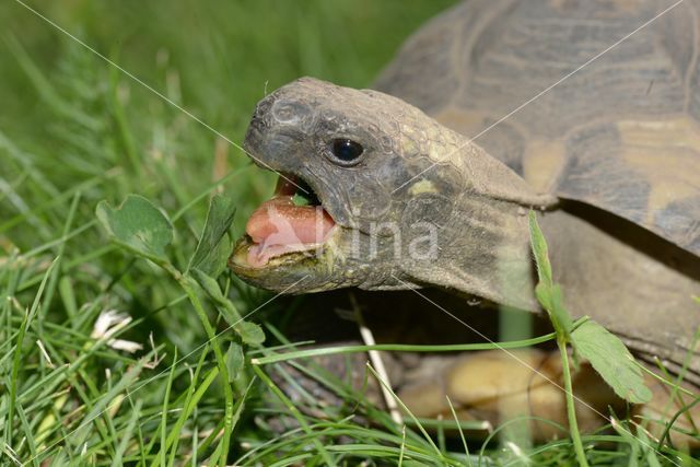 Griekse landschildpad (Testudo hermanni)