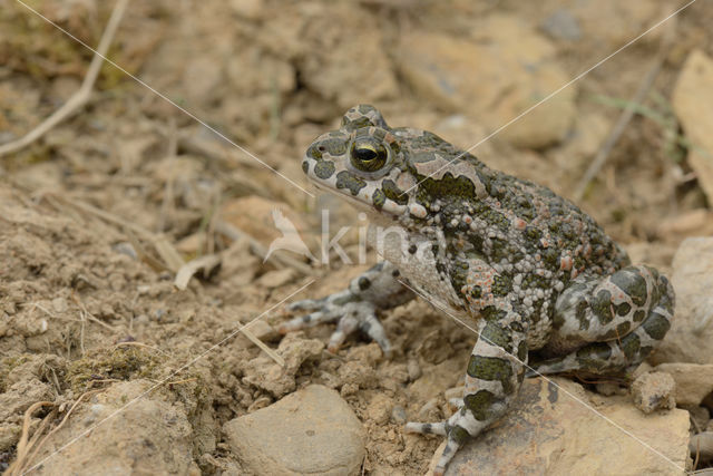 Green toad (Bufo viridis)