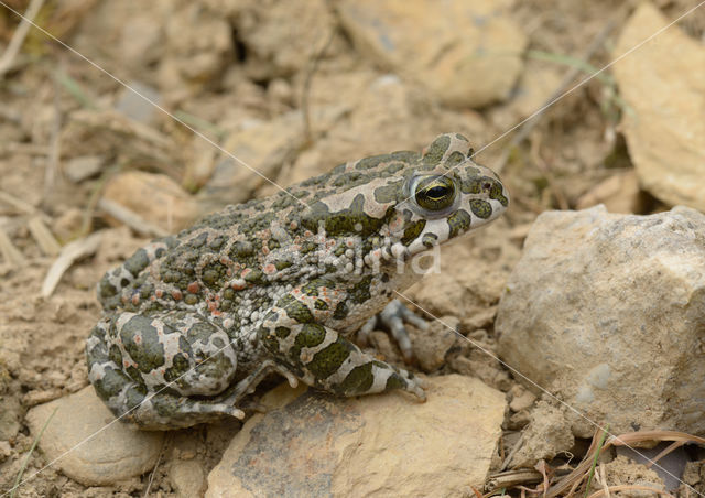 Groene pad (Bufo viridis)