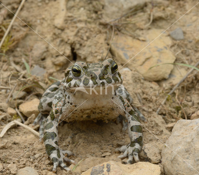 Groene pad (Bufo viridis)