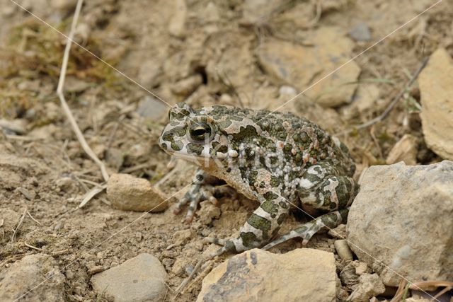 Groene pad (Bufo viridis)