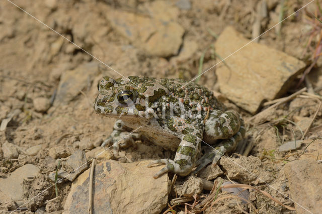 Groene pad (Bufo viridis)