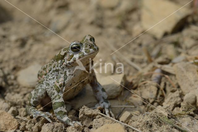 Groene pad (Bufo viridis)