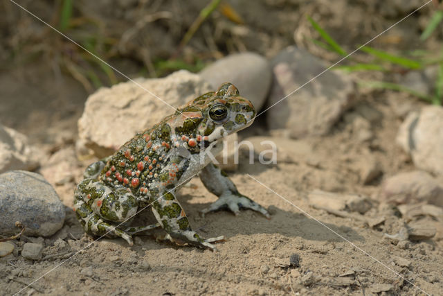 Groene pad (Bufo viridis)