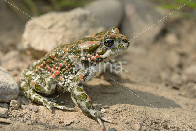 Groene pad (Bufo viridis)