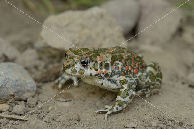 Groene pad (Bufo viridis)