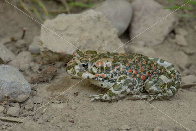 Groene pad (Bufo viridis)