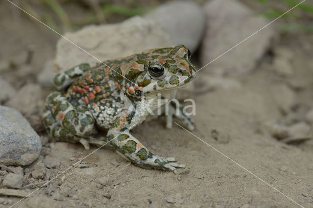 Groene pad (Bufo viridis)