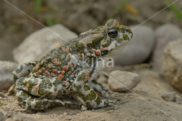 Groene pad (Bufo viridis)